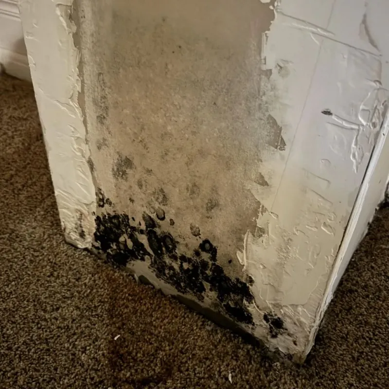 Professional Mold Removal in Rockingham, VT